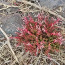 Sedum brevifolium DC.Sedum brevifolium DC.