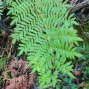 Osmunda regalis L.Osmunda regalis L.