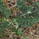 Cirsium filipendulum LangeCirsium filipendulum Lange