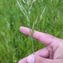 Bromus hordeaceus  L.Bromus hordeaceus  L.