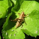 Antaxius sp. Brunner von Wattenwyl, 1882Antaxius sp. Brunner von Wattenwyl, 1882