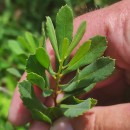 Myrica gale L.Myrica gale L.