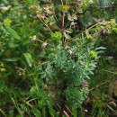 Euphorbia portlandica L.Euphorbia portlandica L.