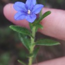 Glandora prostrata (Loisel.) D.C.ThomasGlandora prostrata (Loisel.) D.C.Thomas