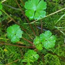 Geranium lucidum L.Geranium lucidum L.