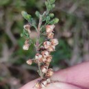 Calluna vulgaris (L.) HullCalluna vulgaris (L.) Hull