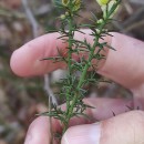 Ulex europaeus L. subsp. europaeusUlex europaeus L. subsp. europaeus