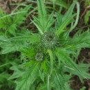 Cirsium vulgare (Savi) Ten.Cirsium vulgare (Savi) Ten.