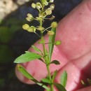 Lepidium virginicum L.Lepidium virginicum L.