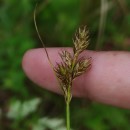 Carex leporina L.Carex leporina L.