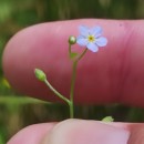 Myosotis secunda A. MurrayMyosotis secunda A. Murray
