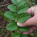 Erodium moschatum (L.) L’Her.Erodium moschatum (L.) L’Her.