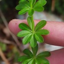 Galium mollugo L.Galium mollugo L.