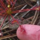 Drosera intermedia HayneDrosera intermedia Hayne