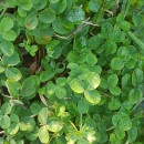 Potentilla montana Brot.Potentilla montana Brot.