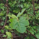 Ficus carica L.Ficus carica L.