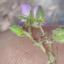 Spergularia rubra (L.) J. & C. PreslSpergularia rubra (L.) J. & C. Presl