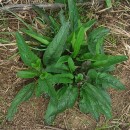 Scrophularia auriculata L.Scrophularia auriculata L.