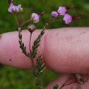 Erica umbellata L.Erica umbellata L.