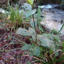 Eriobotrya japonica (Thunb.) Lindl.Eriobotrya japonica (Thunb.) Lindl.