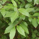 Laurus nobilis L.Laurus nobilis L.
