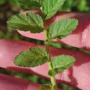 Erodium moschatum (L.) L’Her.Erodium moschatum (L.) L’Her.