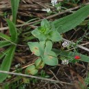 Lysimachia arvensis (L.) U.Manns & Anderb.Lysimachia arvensis (L.) U.Manns & Anderb.