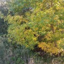 Fraxinus pennsylvanica MarshallFraxinus pennsylvanica Marshall