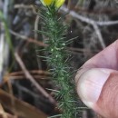 Ulex gallii Planch. subsp. galliiUlex gallii Planch. subsp. gallii