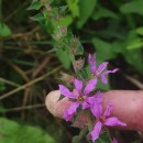 Lythrum salicaria L.Lythrum salicaria L.