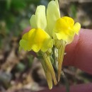 Linaria polygalifolia  Hoffmanns. & LinkLinaria polygalifolia  Hoffmanns. & Link