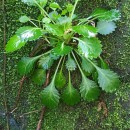 Saxifraga spathularis Brot.Saxifraga spathularis Brot.