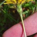 Leontodon tuberosus Batt.Leontodon tuberosus Batt.