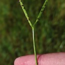 Paspalum distichum L.Paspalum distichum L.