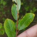 Salix atrocinerea Brot.Salix atrocinerea Brot.