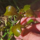 Ludwigia palustris (L.) ElliottLudwigia palustris (L.) Elliott