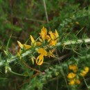 Ulex gallii Planch. subsp. galliiUlex gallii Planch. subsp. gallii
