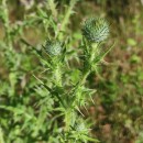 Cirsium vulgare (Savi) Ten.Cirsium vulgare (Savi) Ten.