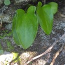 Arisarum simorrhinum DurieuArisarum simorrhinum Durieu
