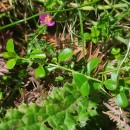 Centaurium portense (Brot.) BuchnerCentaurium portense (Brot.) Buchner