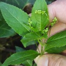 Mercurialis perennis L.Mercurialis perennis L.