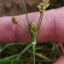 Luzula multiflora (Ehrh.) Lej.Luzula multiflora (Ehrh.) Lej.