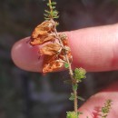 Erica ciliaris L.Erica ciliaris L.