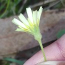 Andryala integrifolia L.Andryala integrifolia L.