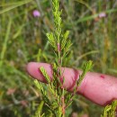Erica erigena R. Ross R.RossErica erigena R. Ross R.Ross