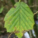 Corylus avellana L.Corylus avellana L.