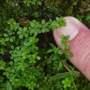 Galium saxatile L.Galium saxatile L.