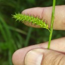 Carex laevigata Sm.Carex laevigata Sm.