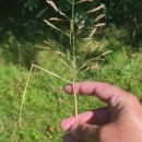 Agrostis stolonifera L.Agrostis stolonifera L.