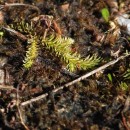 Lycopodiella inundata (L.) HolubLycopodiella inundata (L.) Holub